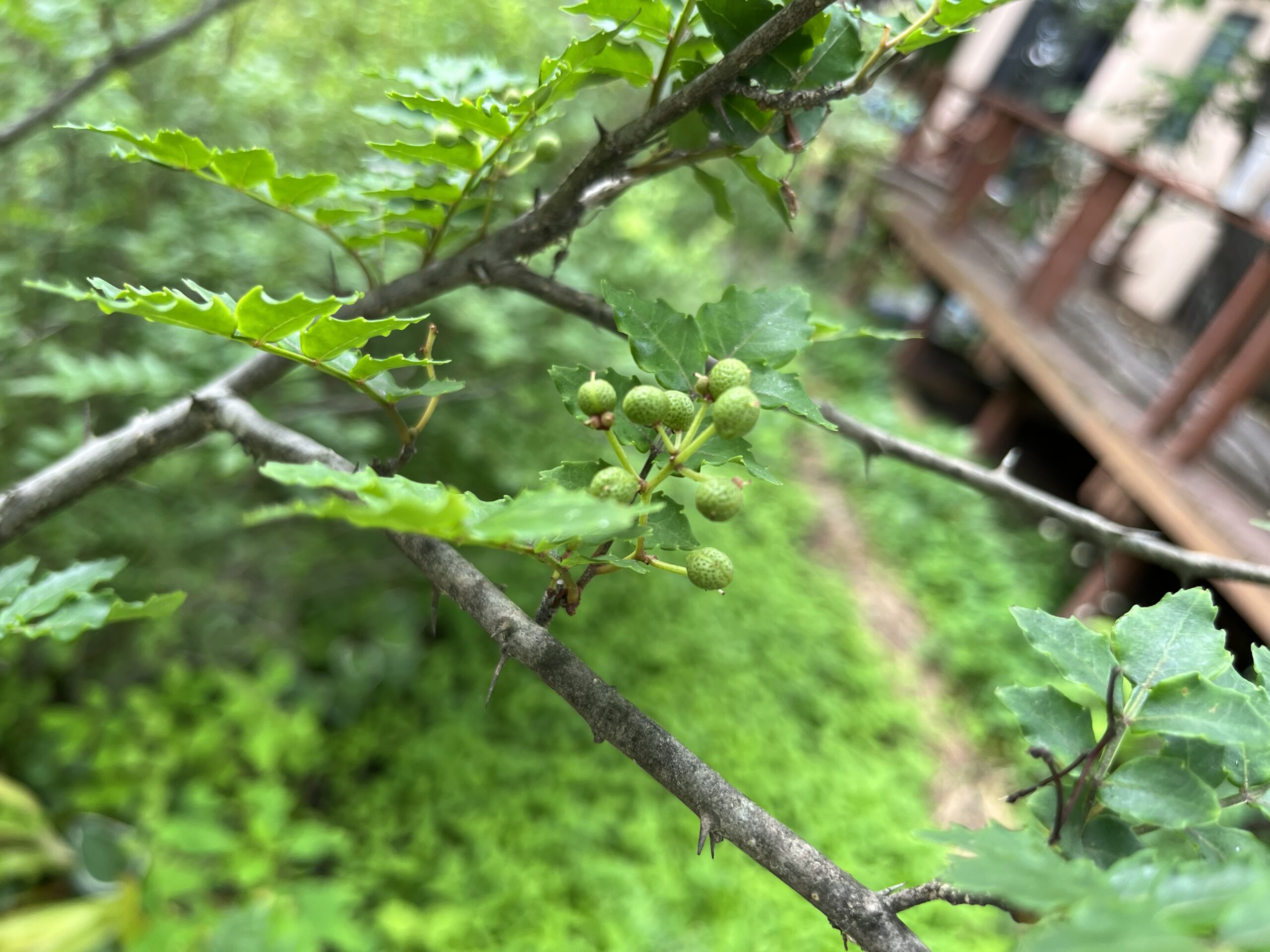 山椒の実が膨らんできました